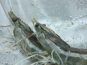 Blue Aqua Internationals new online platform to share practical knowledge in shrimp farming