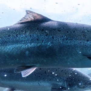 Veterinary health product approved for use in finfish in Canada