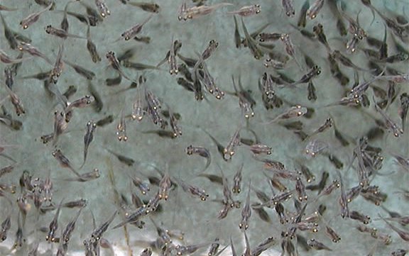 System developed for optimizing juvenile fish production