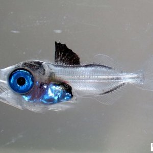 Improvements in Atlantic bluefin tuna feeding protocols