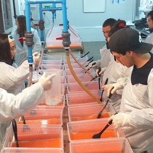 Pincoy project develops homozygous salmon eggs against SRS