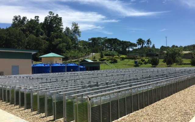 Malaysia builds one of the largest tropical microalgal facilities