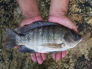 Partnership to unlock tilapia farming in Kenya