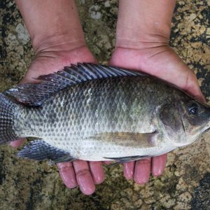 Partnership to unlock tilapia farming in Kenya