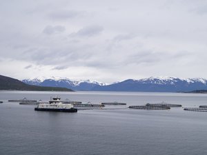 Norway approves applications for triploid salmon production