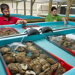 US university leading $14 million effort to produce more resilient oyster broodstock