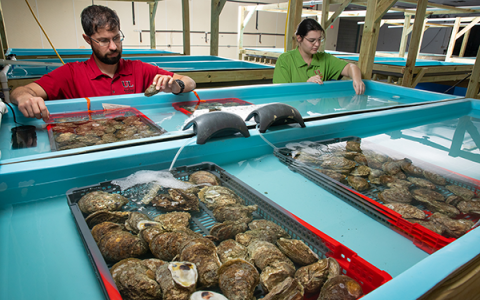 US university leading $14 million effort to produce more resilient oyster broodstock