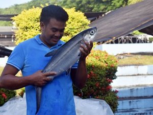 The Philippines to increase the supply of milkfish fry