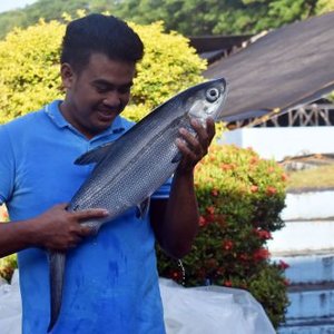 The Philippines to increase the supply of milkfish fry