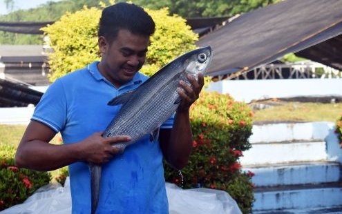 The Philippines to increase the supply of milkfish fry