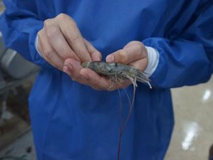 International project accelerates shrimp growth through genetics