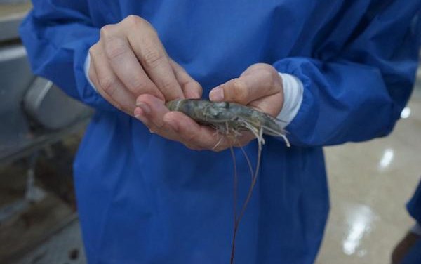 International project accelerates shrimp growth through genetics
