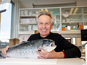 Researchers found sterile salmon as healthy as fertile salmon