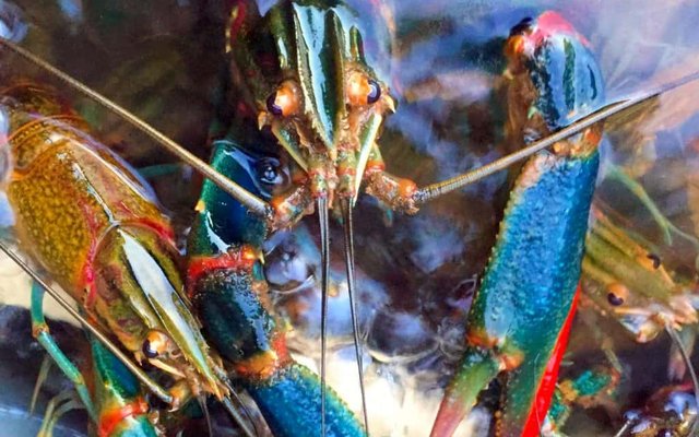 Australian Crayfish Hatchery announces investment opportunities