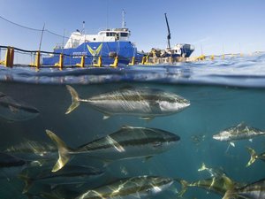 ASC consultation on new requirements to improve welfare of farmed fish