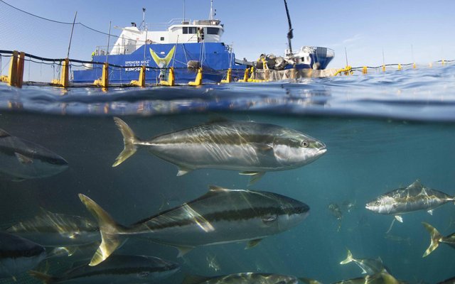 ASC consultation on new requirements to improve welfare of farmed fish