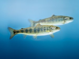 Fürst Medical Laboratory acquires PatoGen