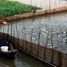 Aquaculture waste-to-power generation project in Vietnam