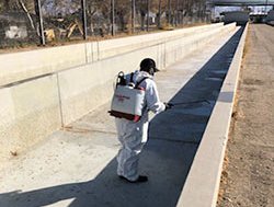 Southern California trout hatcheries resume stocking after Lactococcus detection