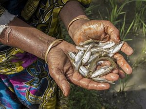 WorldFish Bangladesh opens its first private laboratory for fish and shrimp disease research