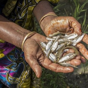 WorldFish Bangladesh opens its first private laboratory for fish and shrimp disease research