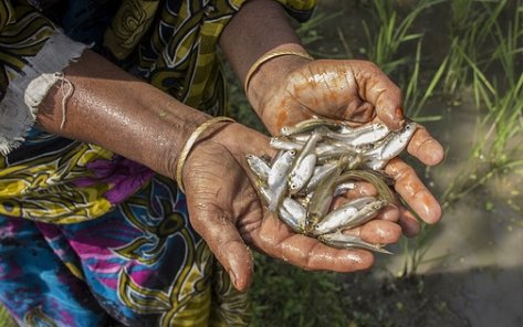 WorldFish Bangladesh opens its first private laboratory for fish and shrimp disease research