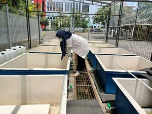 Indonesian project to mass-produce Artemia