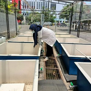 Indonesian project to mass-produce Artemia