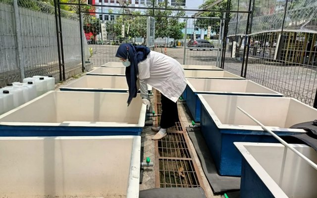 Indonesian project to mass-produce Artemia