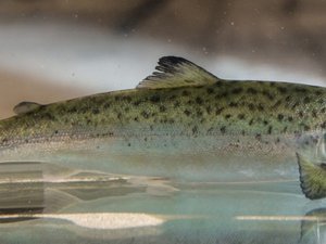 Saltwater acclimatization strengthens the skin of post-smolt Atlantic salmon