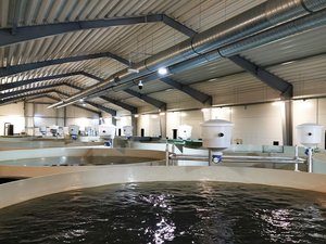 International partnership to leverage high-tech RAS fish farms