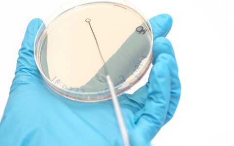 Spring Genetics commits to biosecurity and health surveillance