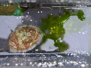 Multitrophic aquaculture project raises abalone with aquaculture effluents