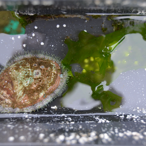 Multitrophic aquaculture project raises abalone with aquaculture effluents