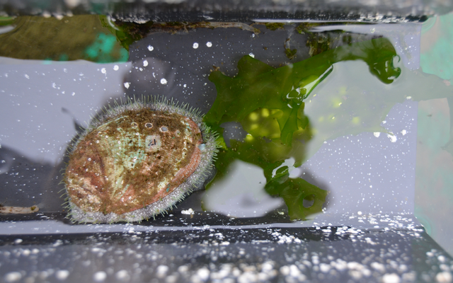 Multitrophic aquaculture project raises abalone with aquaculture effluents