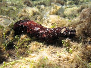 Can sea cucumbers remove organic waste from fish farms?