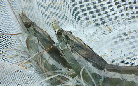 Blue Aqua Internationals new online platform to share practical knowledge in shrimp farming