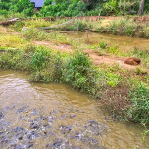 Norway commits funds to IFAD to develop aquaculture projects in East Africa
