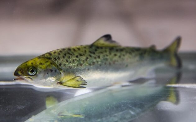 Green transition at the 2022 smolt conference