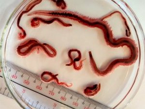 Philippine researchers optimize light culture conditions of new mudworm