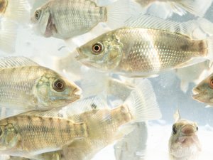 Study finds improved fish health and profits by using Streptococcosis resistant tilapia