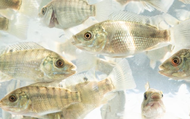 Study finds improved fish health and profits by using Streptococcosis resistant tilapia