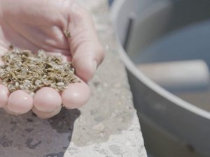 Canadian project will use genomic tools to produce selectively bred oyster