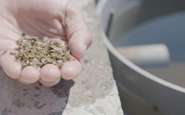 Canadian project will use genomic tools to produce selectively bred oyster