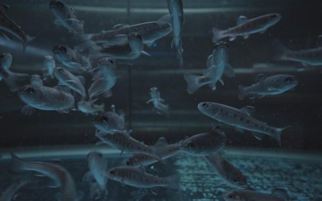 How does contact light affect rainbow trout microbiome?
