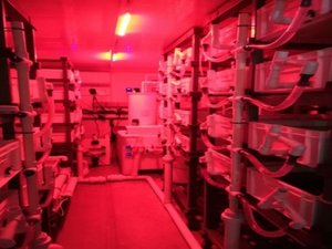 UK Orkney Shellfish Hatchery to produce native flat oysters