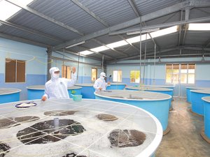 Minh Phu invests $2 million in hatchery subsidiary