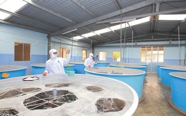 Minh Phu invests $2 million in hatchery subsidiary