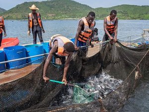 Kenya to develop its first aquaculture data management platform