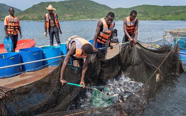 Kenya to develop its first aquaculture data management platform